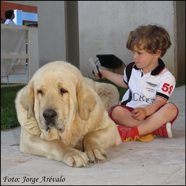 La dulzura de un mastín
Ch. Siena de Trashumancia
(Americano de Trashumancia x Amapola de Trashumancia)
Criador: Luis Esquiró (Trashumancia)
Propietario: Gemma Rodríguez Pacheco (Valle del Pisueña)
Keywords: 2010 siena trashumancia americano pisueÃ±a talavera amapola niÃ±o