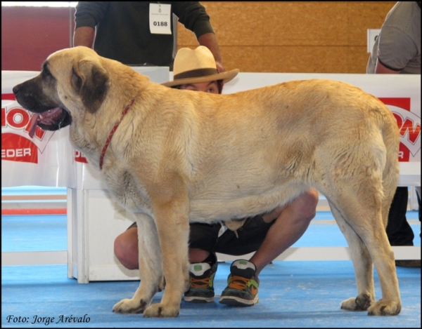 Triana del Molino de Roma
(Terry x Babiana de Babia)
Excelente en Talavera 2019
Keywords: 2010 triana molino de roma babiana babia terry talavera