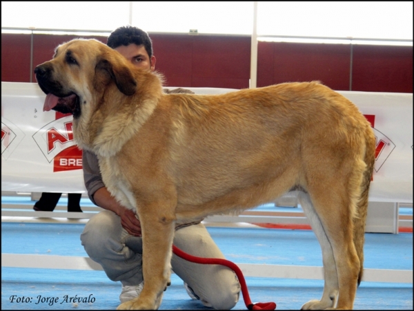 Troya de Montes del Pardo
(Ch. Karonte de Montes del Pardo x Barca de Montes del Pardo)
Excelente 2 jóvenes hembras Talavera 2010
Keywords: 2010 troya montes del pardo talavera karonte barca