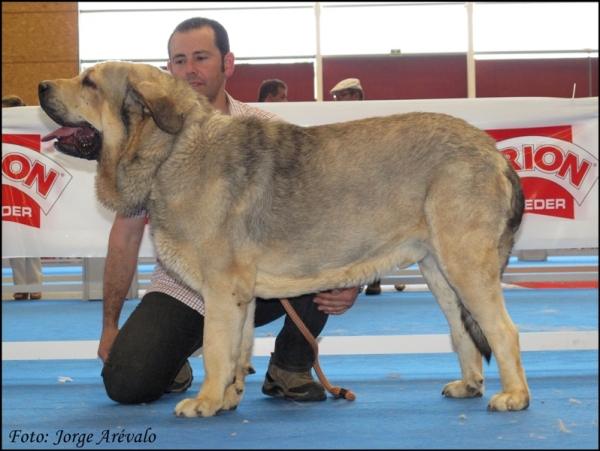 Vulcano de Fuentemimbre
(Carbonero de Fuentemimbre x Sobia de Ablanera)
Excelente en Talavera 2010
Kľúčové slová: 2010 vulcano talavera carbonero sobia altos valdearazo