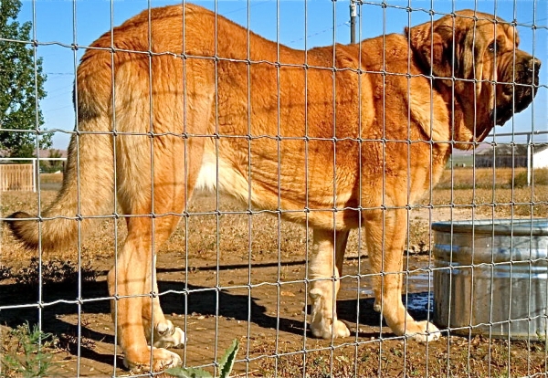 Patron - Aneto del Viejo Paramo
Guardian of goats and sheep in Nevada, USA.
Keywords: cincodeseosranch