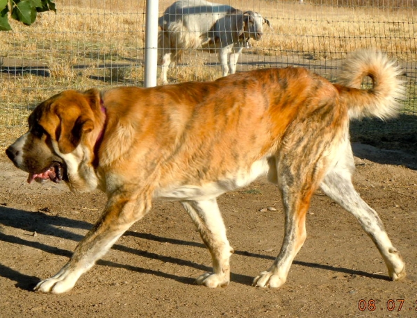 Xanto Tornado Erben patrolling goats
