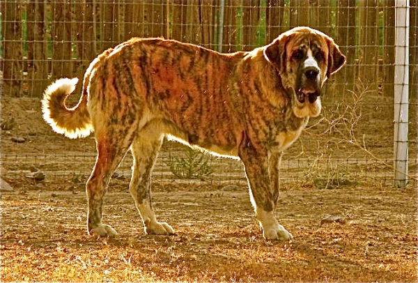 Xanto Tornado Erben
Son of Int. Ch. Quanto, guarding goats and sheep in Nevada.  Thank you Lenka for this incredible male.  
Keywords: cincodeseosranch