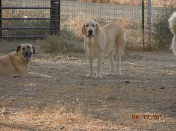 Ibra Lu'Dareva and my Kangal, Elmas
