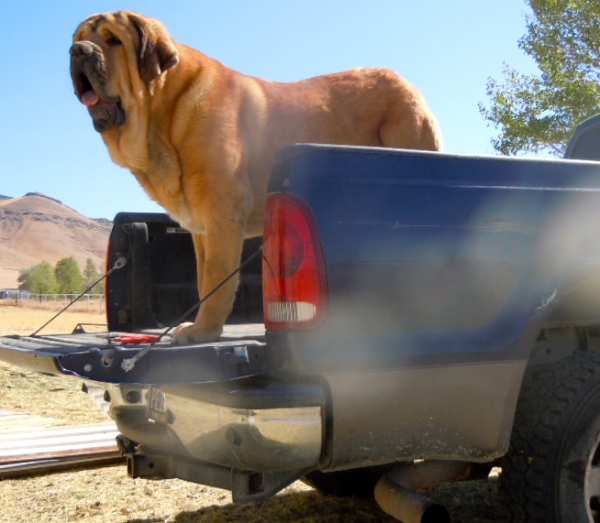 Aneto del ViejoParamo (Patron)
Showing how sound this male is, bred by Loudes and Oscar Martin of ViejoParamo, in Spain.  He is over 200 pds and can jump up into the back of my pick up truck without any assistance or ramps.  
Keywords: cincodeseosranch