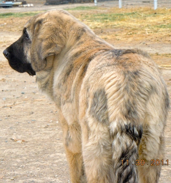 Mi nuevo cachorro de espana - criador, Klaus Jurgen Martinez, Puerto Canencia
Jefe, 12 semanas
Keywords: puerto canencia, klaus martinez, kimbo, colada, cinco deseos ranch