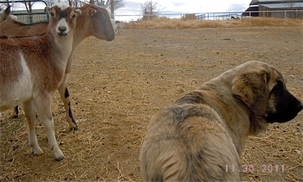 Jefe, first day in the US, already with the goats and sheep.
