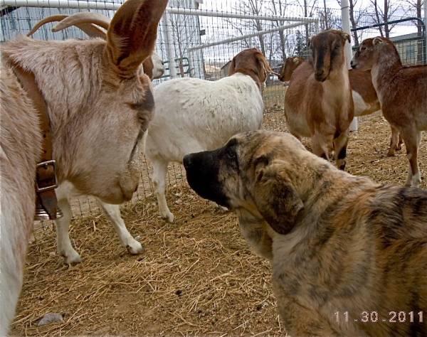 Jefe, first day in the United States, Cinco Deseos Ranch, Nevada
