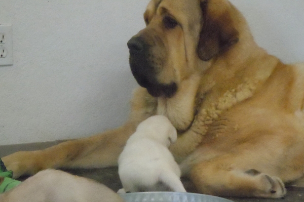 Patron babysitting a litter of Anatolian/Maremma/Kangal pups
