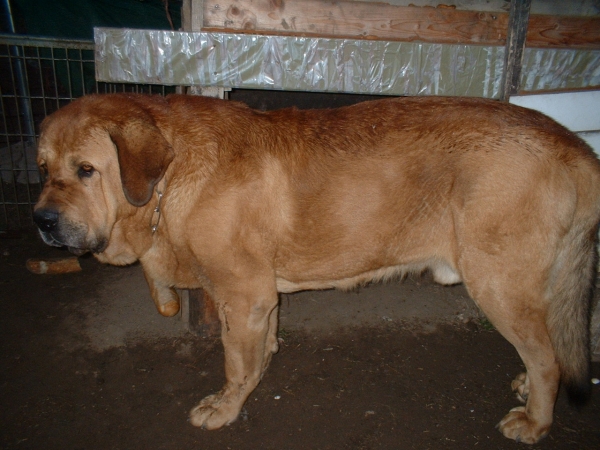 BARBARO
(Siroco de las Cañadas x Zingara)
