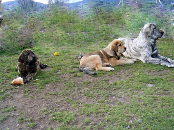 Diana de la Vega del Porma y sus cachorros
