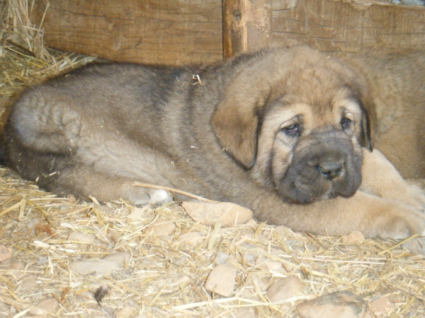 Hijo de Golfo Pando Veneros con 30 dias
Keywords: puppyspain