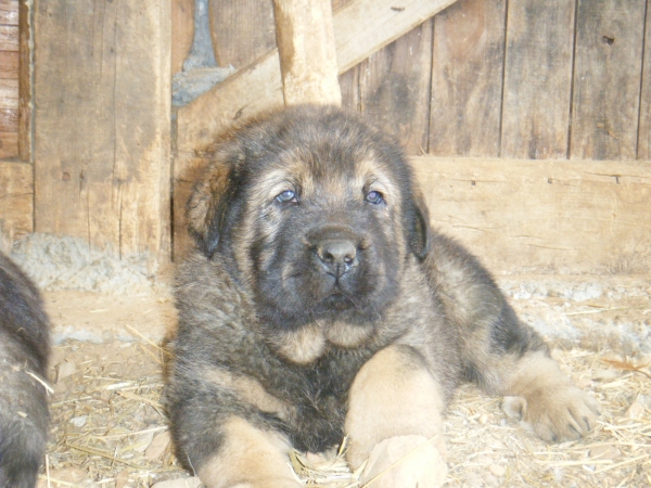 Hijo de Golfo Pando Veneros con 30 dias
Keywords: puppyspain