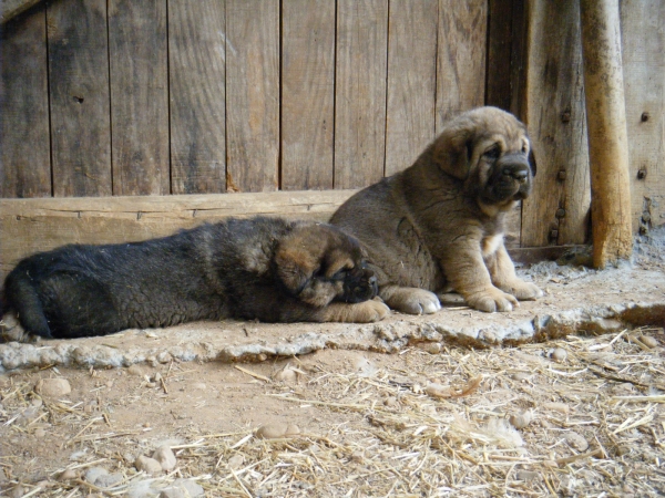 Hijos de Golfo Pando Veneros con 30 dias
Keywords: puppyspain