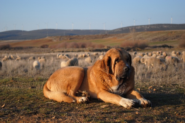 Mejicano
Fecha de nacimiento: 18/08/2006
El Mejicano desciende de perros ganaderos de la montaña leonesa
Keywords: flock caduernas