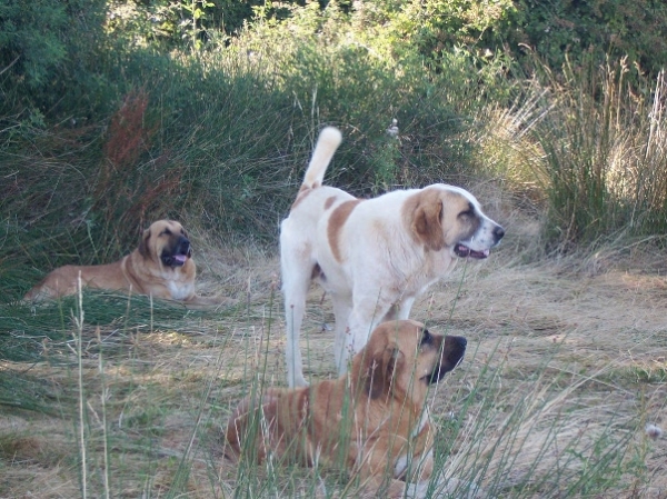 Manoplas, Sancho y León
Keywords: caduernas