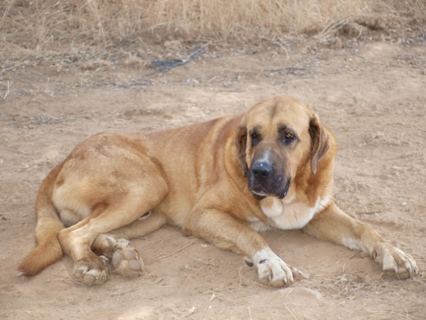 Mejicano (4 años)
Fecha de nacimiento: 18/08/2006
El Mejicano desciende de perros ganaderos de la montaña leonesa
Keywords: caduernas