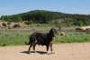 Filename=110416_007.JPG
Filesize=89KiB
Dimensions=606x406
Date added=%474 %17, %2011 110416_007.JPG