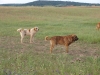 Filename=mastines_y_vacas_144.JPG
Filesize=87KiB
Dimensions=602x452
Date added=%922 %16, %2010 mastines_y_vacas_144.JPG