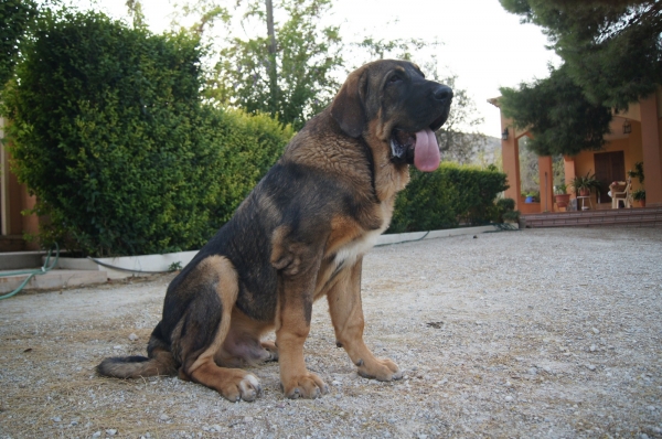 Obelix
8 meses
Keywords: Tramasterra Obelix