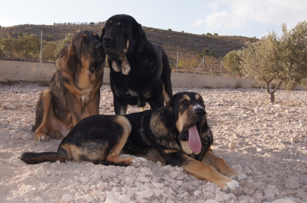 Campo, Selena y Obelix
Campo de Babia (13 meses)
Obelix y Selena (9 meses)
Keywords: Selena Obelix Campo Tramasterra