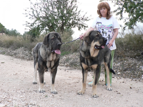 Muga y Azaila del Viejo Paramo
Keywords: MastÃ­n EspaÃ±ol Tramasterra Muga Azaila