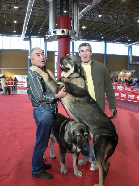 Muga y Azaila del Viejo Páramo
Exposicion Nacional Canina de Alicante 2010
Keywords: Azaila Muga Tramasterra