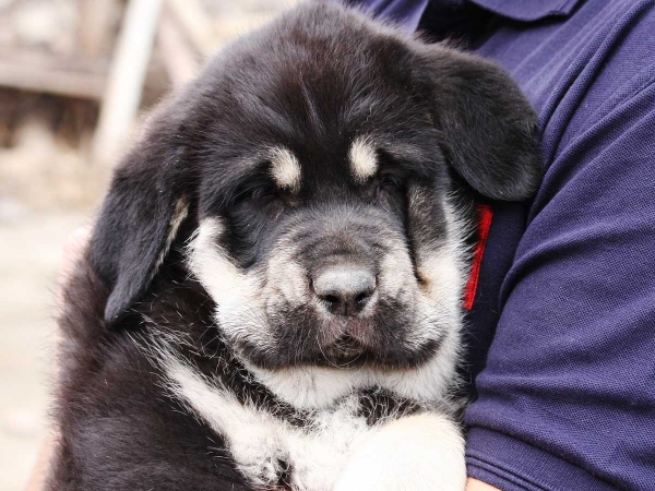 Albricias, Almeria, Spain
Kľúčové slová: albricias puppyspain head portrait cabeza