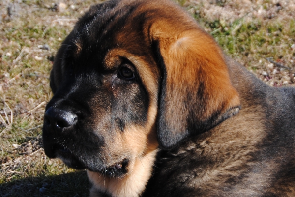 CABEZA DE CHOLO CON 2 MESES.
CHOLO DE LA CARPINTERÍA.
Keywords: lunadeleon puppyspain head portrait cabeza