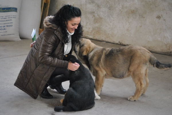 Raquel con Hidalgo y Rona de Riomiera
Hidalgo de Vega de Riomiera / 3 Meses
Padre: Wilky de Bao la Madera.
Madre: Salima de Vega de Riomiera.
Rona de Vega de Riomiera / 2 Meses
Padre: Azabache de Duelos y Quebrantos.
Madre: Señora de Vega de Riomiera.
Fotografía: Alfredo Cepedano.
Keywords: riomiera