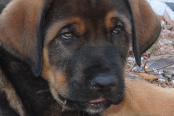 CHOLO DE LA CARPINTERÍA
CACHORRO PROPIEDAD DEL AFIJO " LUNA DE LEÓN ".
Keywords: LUNA DE LEÃ“N