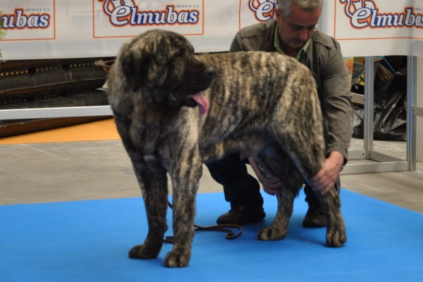 EXPOLID´2011
Mastines los Zumbos
XXXI Exposición Nacional Canina de Valladolid.
Fotografía: Alfredo Cepedano Blanco.
Keywords: luna de leon