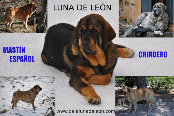CUADRO MASTINES LUNA DE LEÓN.
Keywords: lunadeleon