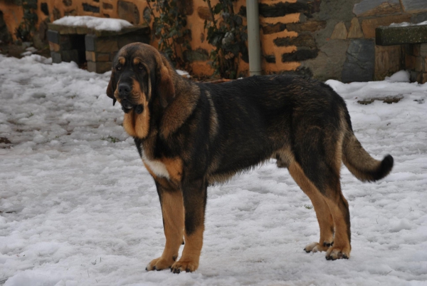 CAMPEÓN I
NEVADA EN ARGAÑOSO.
Keywords: lunadeleon snow nieve