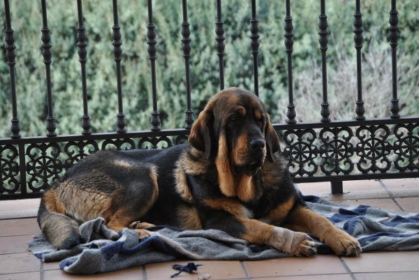 CAMPEÓN I
GUARDA Y SEÑOR DE LA CASA.
Keywords: lunadeleon