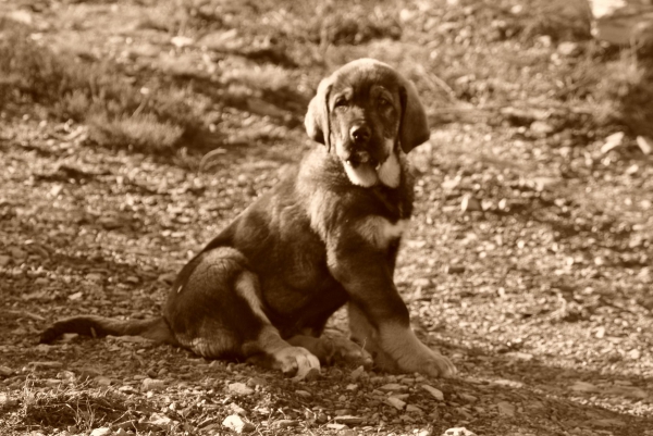 CAMPEÓN I
CAMPEÓN EN ARGAÑOSO.
Keywords: lunadeleon puppyspain