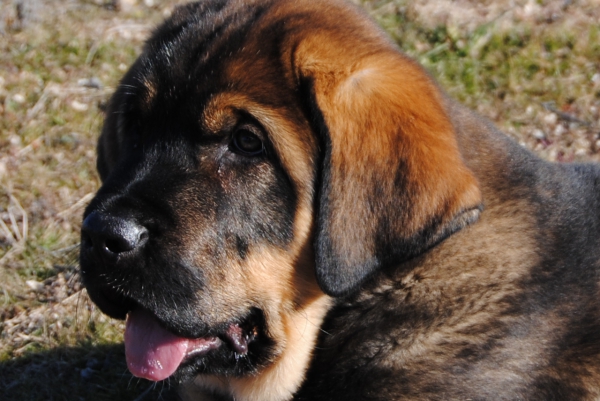 Día en el campo.
Keywords: lunadeleon puppyspain head portrait cabeza