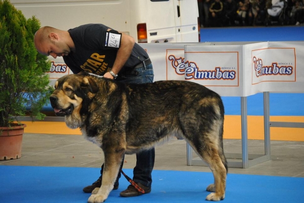 EXPOLID´2011
Mastín Español.
Fotografía: Alfredo Cepedano Blanco.
Ключевые слова: luna de leon