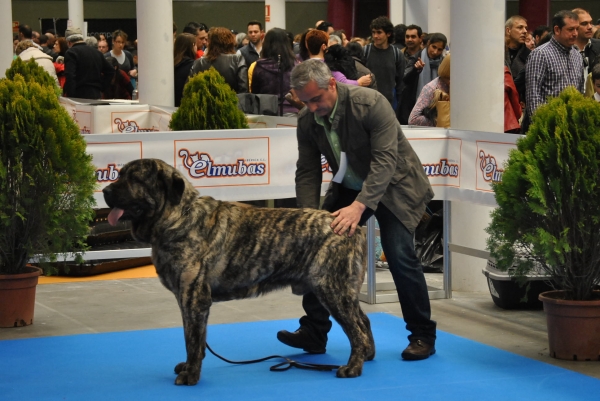 EXPOLID´2011
Mastín de los Zumbos.
XXXI Exposición Nacional Canina de Valladolid.
Fotografía: Alfredo Cepedano Blanco.
Keywords: luna de leon