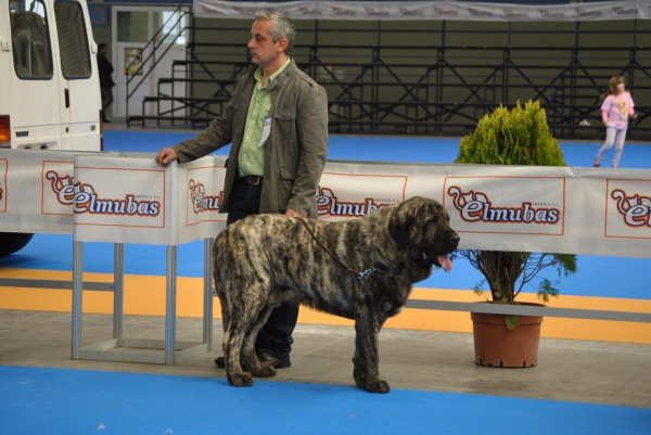 Mastín de los Zumbos, XXXI Exposición Nacional Canina de Valladolid EXPOLID´2011
Fotografía: Alfredo Cepedano Blanco.
Keywords: 2011