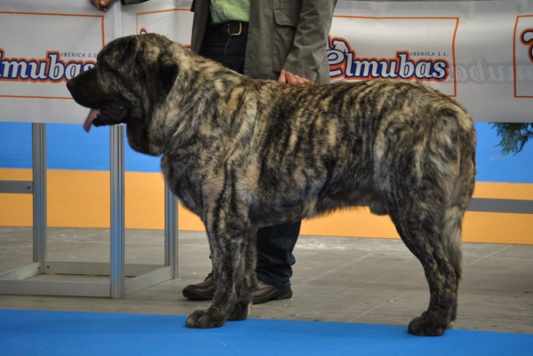 EXPOLID´2011
Mastín de los Zumbos.
XXXI Exposición Nacional Canina de Valladolid.
Fotografía: Alfredo Cepedano Blanco.
Keywords: luna de leon