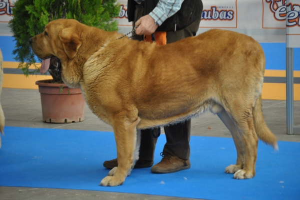 EXPOLID´2011
Mastín de Tierra de Órbigo.
XXXI Exposición Nacional Canina de Valladolid.
Fotografía: Alfredo Cepedano Blanco.
Keywords: luna de leon