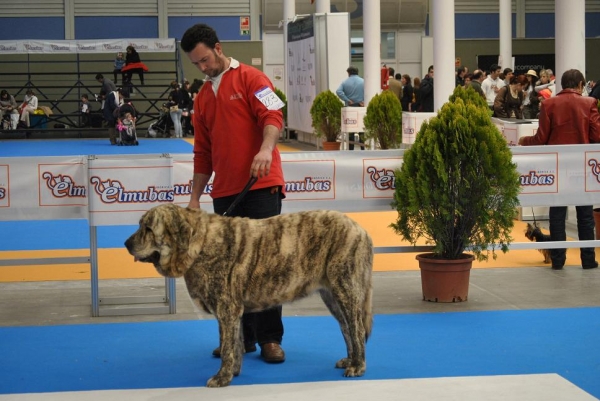 EXPOLID´2011 / Pizarra de Torrestio
Pizarra de Torrestio.
2nd Open Class Females.
Mastín Español.
Fotografía: Alfredo Cepedano Blanco.
Keywords: luna de leon