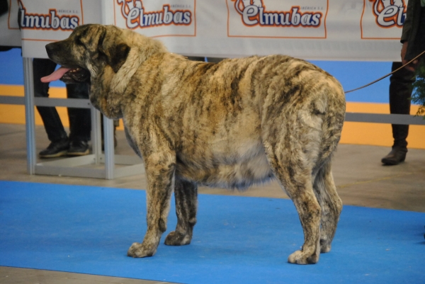 EXPOLID´2011
Mastín de los Zumbos.
XXXI Exposición Nacional Canina de Valladolid.
Fotografía: Alfredo Cepedano Blanco.
Keywords: luna de leon