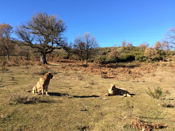 PEREDILLA Y CANELO EN LOS MONTES DE LA MARAGATERÍA.
Nuestros mastines custodiando el rebollo grande.
Keywords: lunadeleon