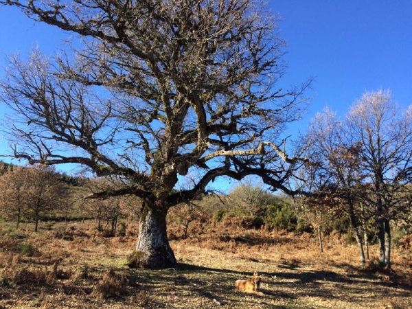 CANELO CUSTODIANDO EL REBOLLO GRANDE.
Mastín Español en los montes de la maragatería.
Keywords: LUNA DE LEÃ“N