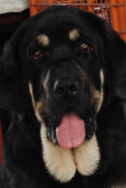 Cabeza de Mastín con 5 meses.
Laro de Toranzo.
Campeón I de Montes del Pardo x Éboli de Tierra de Órbigo.
Keywords: lunadeleon portrait cabeza puppyspain