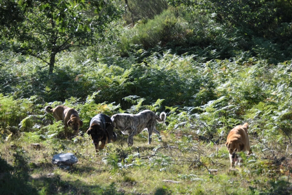 MASTINES EN ARGAÑOSO / LEÓN
NUESTROS MASTINES DISFRUTANDO DE UN ESPLENDIDO DÍA EN LOS MONTES DE ARGAÑOSO.
Keywords: lunadeleon