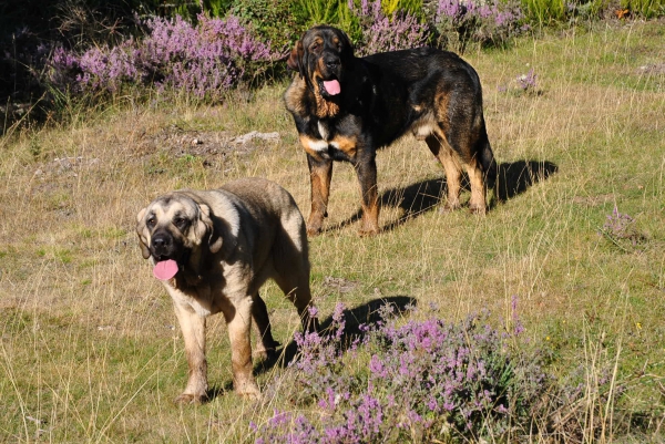 MASTINES EN ARGAÑOSO / LEÓN
YASIRA DE VEGA DE RIO MIERA Y CAMPEÓN I DE MONTES DEL PARDO EN LOS CAMPOS DE ARGAÑOSO.
Keywords: lunadeleon