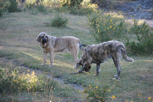 DIA MASTINERO.
NUESTROS MASTINES DE PASEO POR LOS MONTES DE LEÓN.
Keywords: lunadeleon